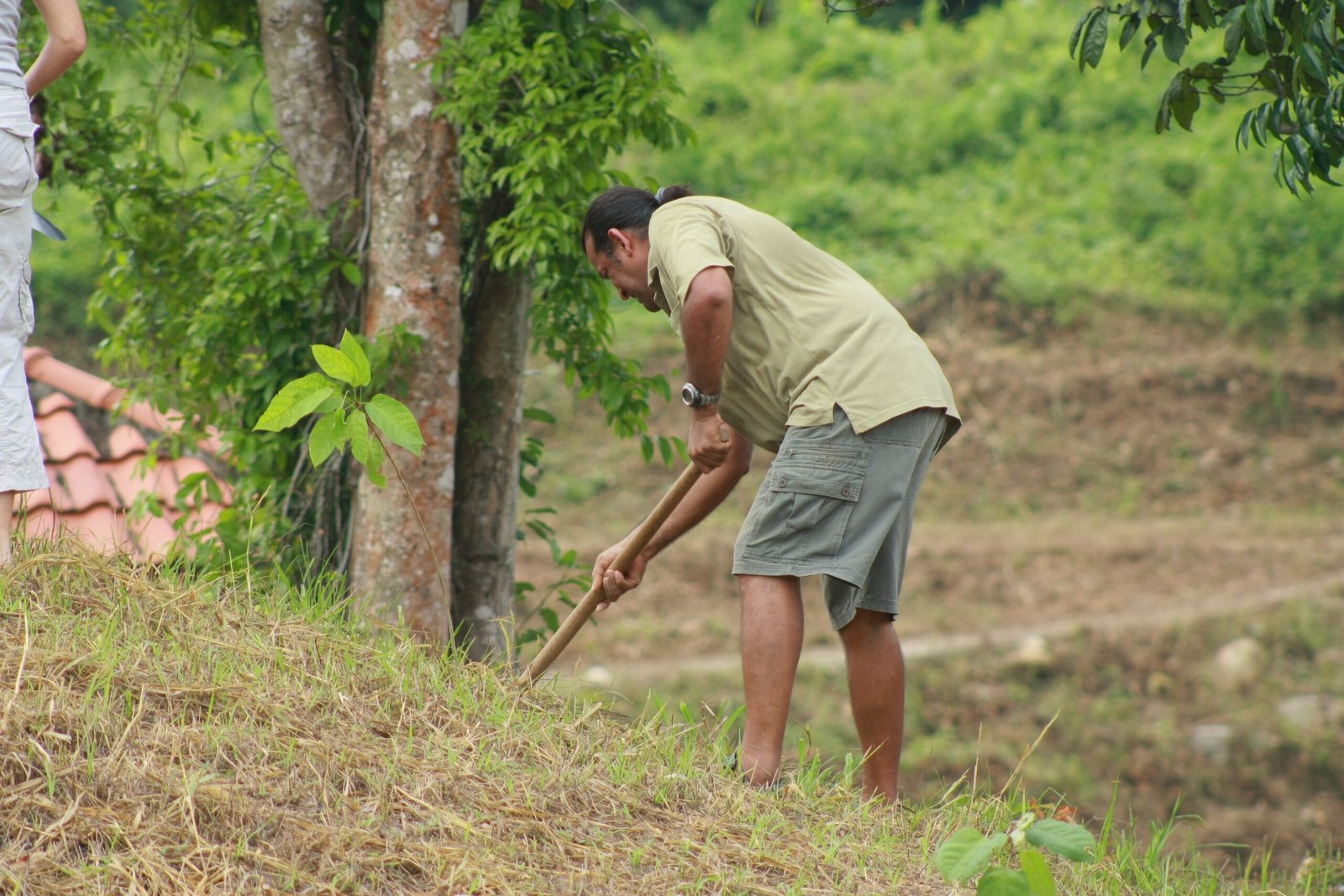 Rainforest Tree Planting