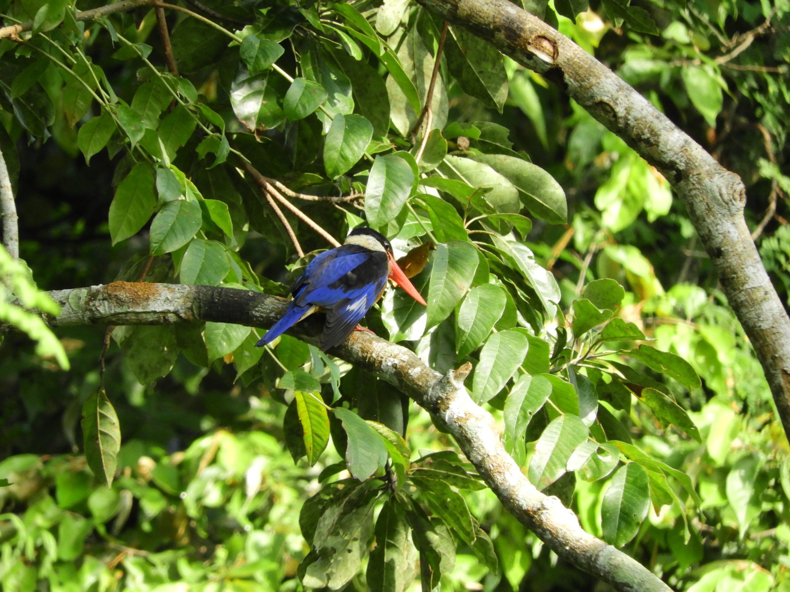 Mysterious  Perlis State Park