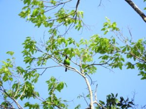 Perlis-Lesser Green-leafbird