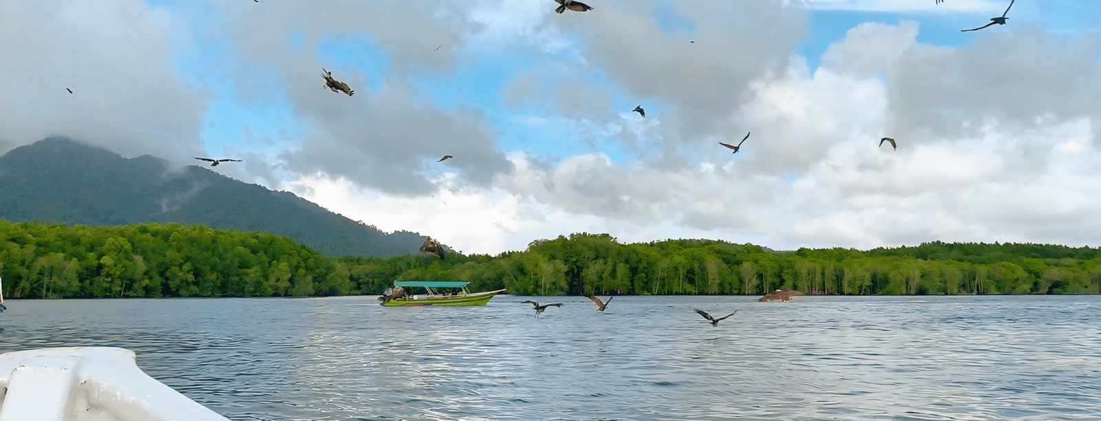 Mangrove River Cruise & Snorkeling