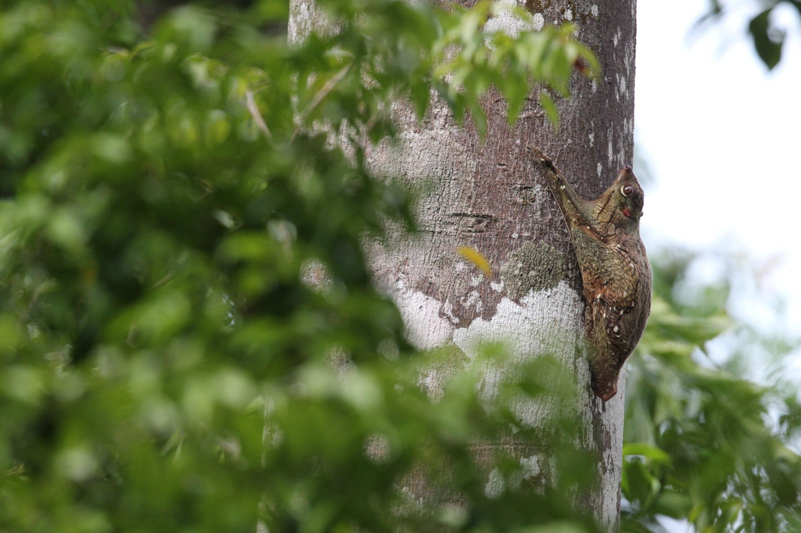Morning Bliss Rainforest Bathing Experience