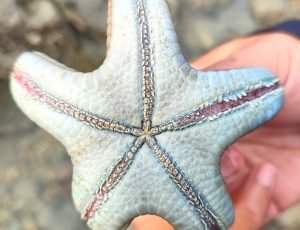 desaru-beach-tidepool-walk (5)